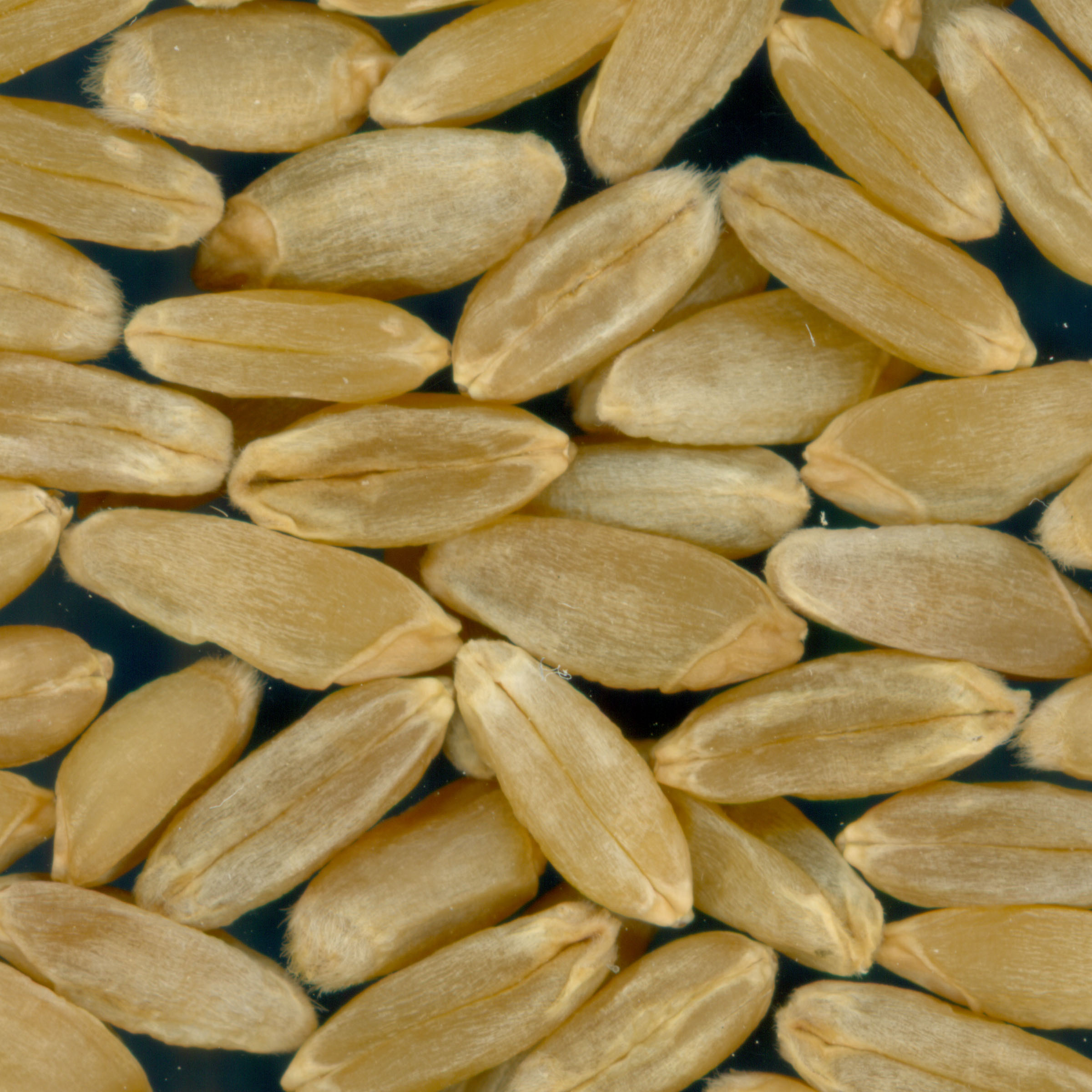 Click for 2 image(s) for this accession. KERNELS
